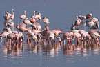 colonyof lesser flamingos